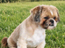 Stud Shih-Tzu Proven