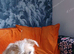 Sweet 4 month old puppy X Lasa Chowiwa