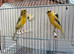 X2 Persian hens fit and healthy