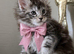 Beautiful Maine Coon princess