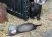 Beautiful Baby Ferrets For Sale