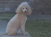 Male toy poodle pup