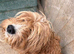 cavapoo girl 2 years old
