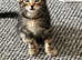 Adorable Kittens Looking for Loving Homes