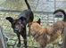 German shepherd cross staffy Milli