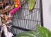Female green ringneck parrot