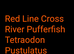 One cross river pufferfish