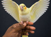 Baby handreared 8 week old cocaktiel