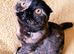 Beautiful Calico fold girl