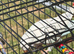 Qucker parrot