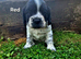 Working Springer Spaniels