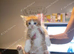 6 beautiful long haired kittens