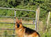 Male gsd for stud