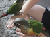 Hand Reared Baby Conure Parrots