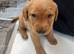 Pedigree fox red Labrador puppies