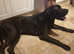 Kc, well proven, extensively health tested stud