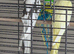 2 male cockatiels- Lutino and pied