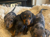 KC Reg Miniature Dachshund Puppies
