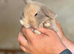 2 Stunning Baby Mini Lops