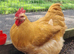 Buff Orpington Cockerels