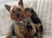 Beautiful yorkiepoo puppy