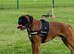 Beautiful boxer babies ready soon