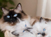 Ragdoll Kittens Looking for Loving Homes