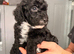 Cockapoo 2 girls left one all black one with white on chest