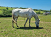 Really Smart Thoroughbred Gelding