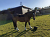 Large indoor stable block