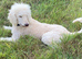Lovely standard poodle available due to no fault of hers