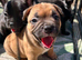 Frenchybully