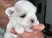 Exceptional Full Korean Maltese Puppies