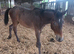 Apploosa filly reduced
