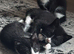 4 Kitens mum Russian blue & dad white and black.