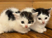 Kittens available ready to go now