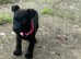Playful Patterdale puppy's
