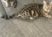 Ragdol x kittens