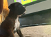 1 KC BOXER BRINDLE GIRL LEFT