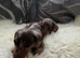 Dachshund puppies