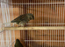 Gloster cock bird and 2026 closed rung green finch