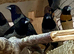 Aviary clearances