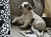 French bulldog x Show cocker spaniel ☆Ready to leave Tomorrow☆