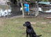 KC 11 month old part trained male male excellent pet