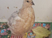 Italian / Coturnix mixed colour quail females 7 and 8 weeks old 6 x girls for £60 or with 2 males £62