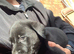 Gorgeous LABRADOR Puppies