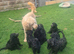 F1B  Rare black standard Goldendoodle puppies in North Wales