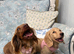 Longhaired miniature dachshund puppy