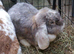 Gorgeous PURE BRED Giant French Lop Girl - looking for a Retirement home