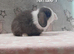 Beautiful purebred mini lops